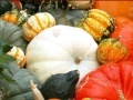Hidden Objects: Pumpkin Show