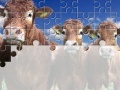 Gorgeous Cows Jigsaw