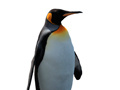 Penguin Painting: Coloring For Kids