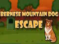 Bernese Mountain Dog Escape