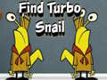 Find Turbo Snail