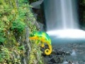 Colorful Chameleon Sniper