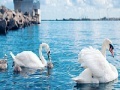 Swan family slide puzzle