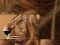 Big brave lion slide puzzle