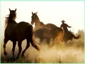 Cowboy Horses Sliding