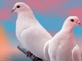 Lovely white doves slide puzzle