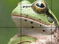 Sweet Green Frog Slide Puzzle