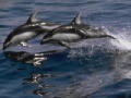 Dolphins Sliding Puzzle