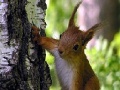 Cute squirrels slide puzzle