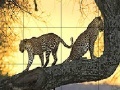 Big wild cats slide puzzle