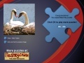 Swans Puzzle