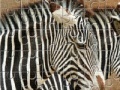 Zebra Jigsaw