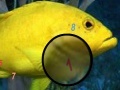 Amazing Fishes Hidden Numbers