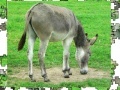 Jigsaw: Donkey
