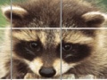 Raccoon Puzzle