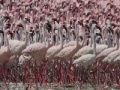 Flamingos Slider