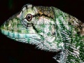 Wild iguana slide puzzle