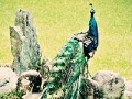 Beautiful peacock slide puzzle