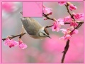 Bird at Spring