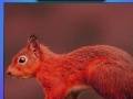 Red summer squirrels puzzle