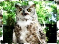 Jigsaw: Owl