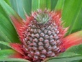 Pineapple Slider