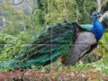 Peacock Jigsaw Puzzle 