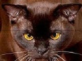 Wild brown cat slide puzzle
