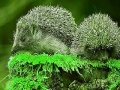 Green Hedgehogs: Puzzle