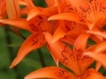 Jigsaw: Orange Lilies
