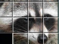Raccoon Puzzles