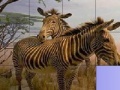 Zebras in The Desert: Slide Puzzle