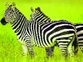 Green Safari: Zebras Puzzle