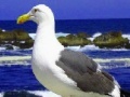 Seagulls In The Ocean: Puzzle