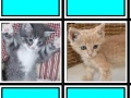 Fuzzy Memory: Kittens
