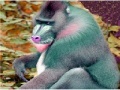 Elderly Tired Baboon Puzzle