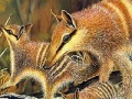 Cute forest animals slide puzzle