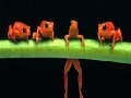 Brave acrobat frogs slide puzzle