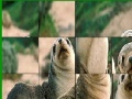 Cute seals slide puzzle