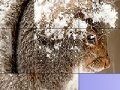 Squirrel in the snow slide puzzle