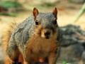 Hidden Animals: Squirrels