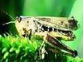 Green grasshopper slide puzzle