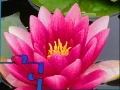 Pink Water Lily Puzzle