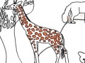 Zoo life coloring