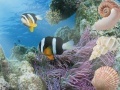 Aquatic Interactive 