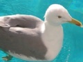 Seagull: Sliding Puzzle