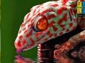 Thirsty red gecko puzzle