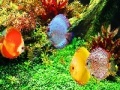 Deep Colorful Ocean Fishes: Puzzle