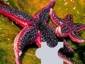 Ocean sea stars puzzle