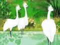 Fabulous birds in the river puzzle